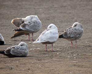 Iceland Gull courtesy of Steve Waite